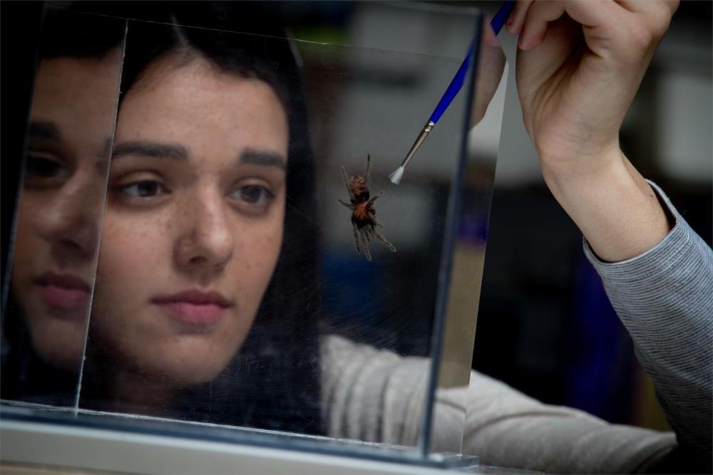 生物系学生在实验室里拿着刷子检查一只蜘蛛